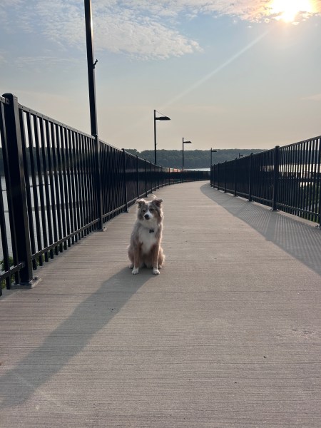 My dog on a bridge to a park at sunrise.
